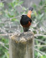 White-capped Water Redstart 1.jpg