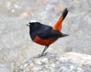 White-capped Water Redstart 2.jpg