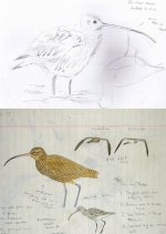 curlews.jpg