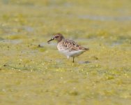 313 Long-toed Stint, 10 May.jpg