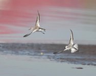 Sanderling....jpg