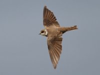 Sand Martin IMG_8981bo.jpg