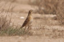 Richard's Pipit.jpg