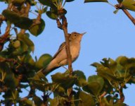 Olivaceous Warbler (bf).jpg