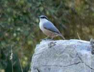 Rock Nuthatch (bf).jpg