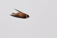 Sand Martin.jpg