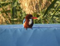 White-breasted Kingfisher (bf).jpg