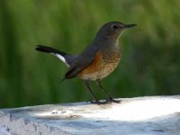 White-throated Robin (bf).jpg