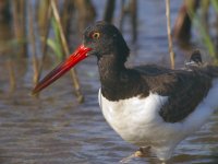 oystercatcher_1780003.jpg