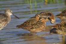 sb dowitchers c_1780146.jpg