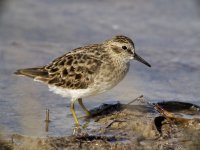 least sandpiper_1770972.jpg