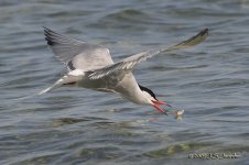 CommonTern0953b.jpg