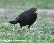 Chinese Blackbird 1.jpg