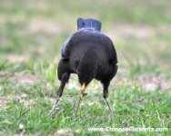 Chinese Blackbird 2.jpg