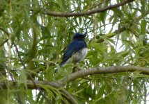 Blue and White Flycatcher.jpg