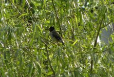 Chinese Grosbeak.jpg