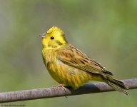 YellowhammerOM3 copy.jpg