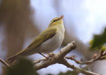 wood-warbler-2045.jpg