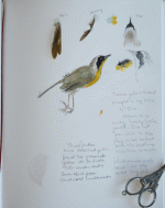 yellow-throat_2203.gif