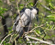 Night Heron 274.jpg