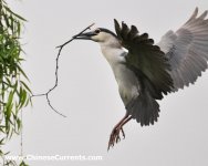 Night Heron....jpg