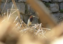 Chinese Pond Heron.jpg