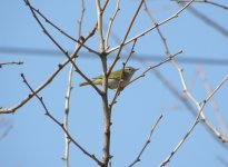 Eastern-crowned Warbler.jpg