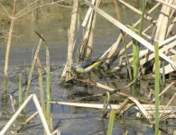 Grey Wagtail.jpg