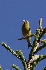 Greenfinch1.jpg