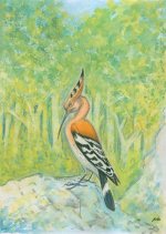 Hoopoe Hoopoe-ing1.jpg