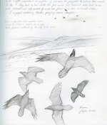 Raven-studies-006.jpg