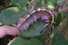 DSCN1238 caterpillar! bf.jpg