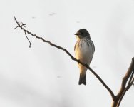 5.55am Grey-streakedFlycatcher.jpg