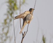 6.34am Eurasian Cuckoo.jpg