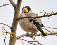 7.07am Japanese Grosbeak.jpg