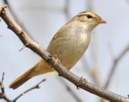 9.33am Raddes Warbler.jpg