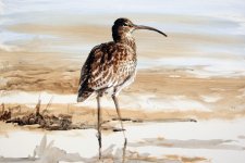 15-min-Curlew-full-web.jpg