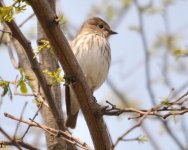 9.46am Grey-streaked Flycatcher.jpg