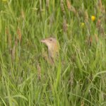 corncrake.jpg