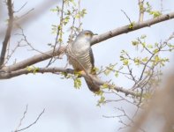 10.33am Oriental Cuckoo.jpg