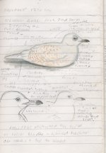 Iceland Gull Radipole.JPG