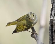 1.07pm Claudia's Warbler.jpg