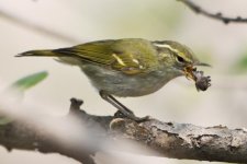 1.08pm Claudia's Warbler.jpg