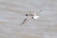 2.50pm Grey Plover.jpg