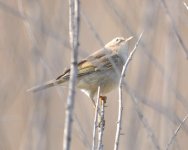 4.47pm Dusky Warbler.jpg