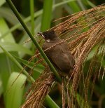 DSCN1326 Cr bulbul fledgling bf.jpg