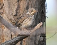 5.08pm White-throated Rock Thrush, female.jpg