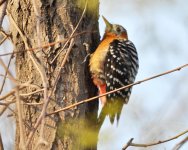5.28pm Rufous-bellied Woodpecker.jpg