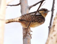 Wryneck....jpg