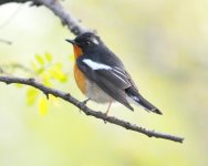 5.58pm Mugimaki Flycatcher.jpg